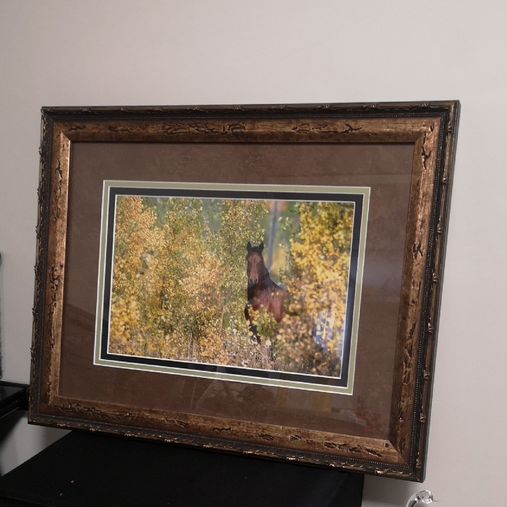 Fantastic Professionally Framed Horse Photograph with Quality Bronze Tone Frame